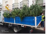 Tres detenidos en Campillo de Arenas (Jaén) acusados de cultivar marihuana en una vivienda