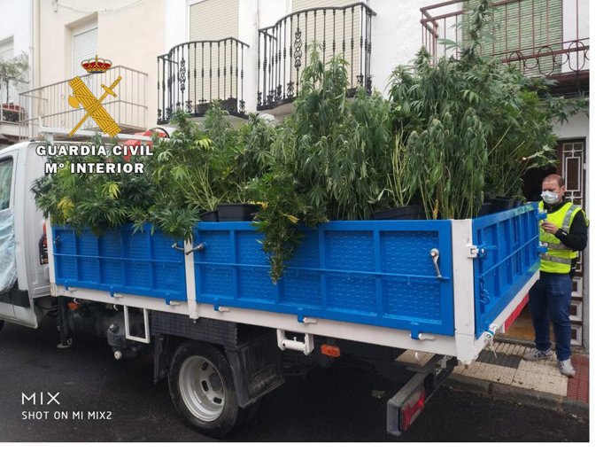 Plantas de marihuana intervenidas en una plantación situada en el interior de una vivienda