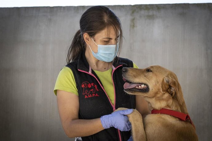 Desfile virtual de perros abandonados