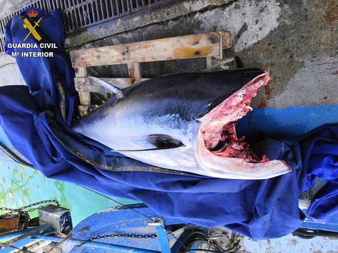 Intervenido un atún rojo de 82,4 kilos en el puerto de Arenys de Mar (Barcelona)