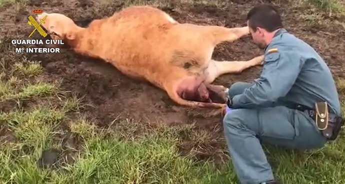 Un agente de la Guardia Civil ayuda en el parto de un ternero.