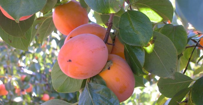Caquís en el árbol 