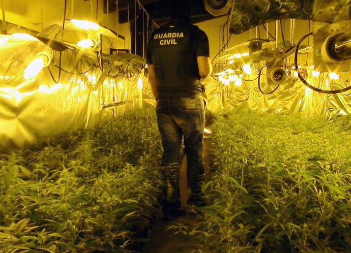 Un agente recorre una de las plantaciones de marihuana