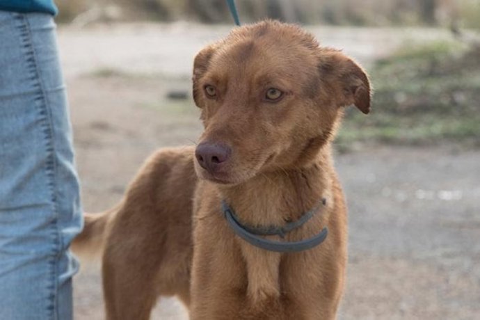 Perro del Centro de Recogida de Animales de la DPH