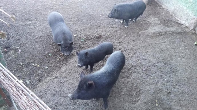 Cerdos vietnamitas encontrados en una explotación ganadera de La Orotava