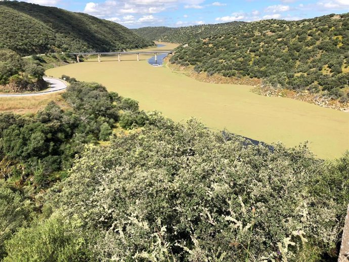 Invasión del helecho de agua en el Tajo a su paso por Monfragüe