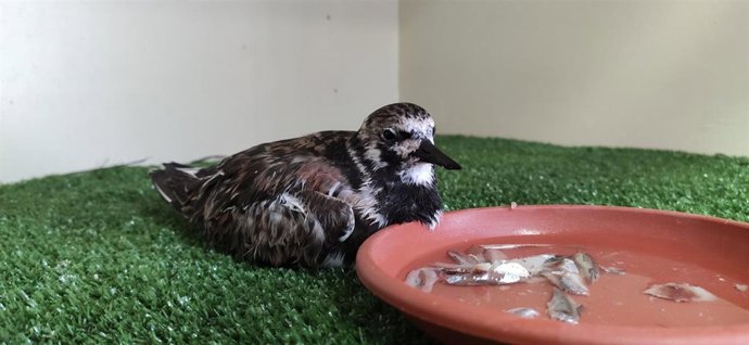 Ejemplar de vuelvepiedra en el Centro de Recuperación de Fauna de La Tahonilla
