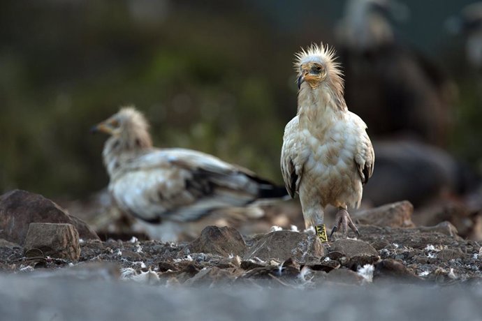 Andalucía se incorpora al programa europeo de cría del alimoche para evitar su e