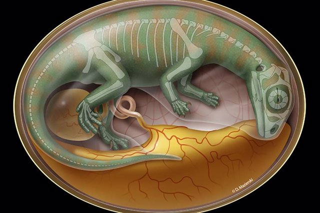 El estudio examinó fósiles de embrioness de Lufengosaurus