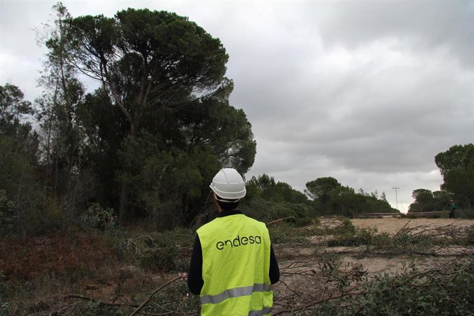 Endesa destina ocho millones a la mejora de los entornos por los que discurren las líneas eléctricas en Andalucía