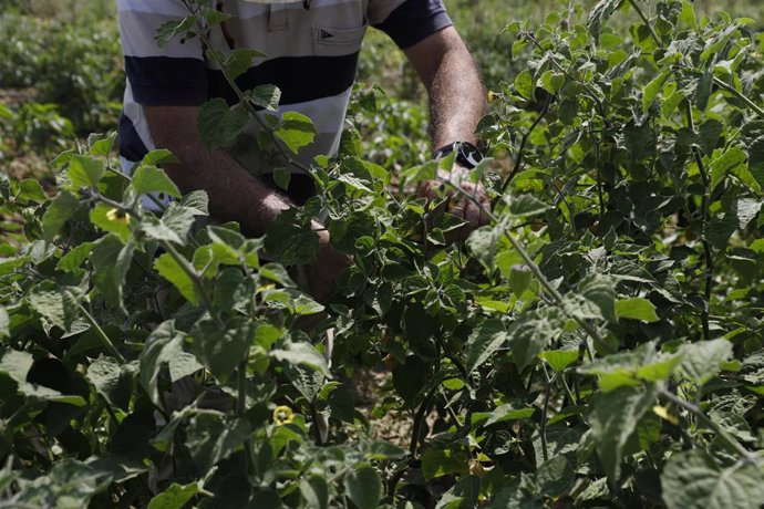 Un trabajador en el campo
