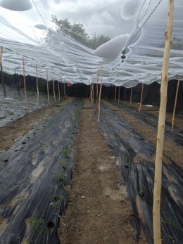 Granada.- Vox pide apoyo a los agricultores de la Alpujarra para que puedan usar