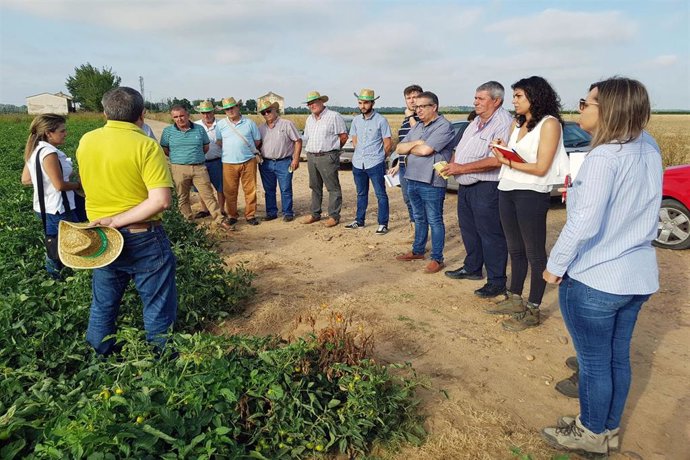 Peritación de tomate