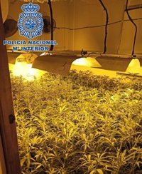 Tres detenidos como responsables de una plantación de marihuana en El Puerto (Cádiz)