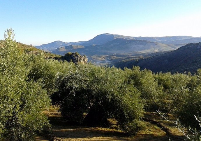 Vistas al olivar de Huelma (Jaén)