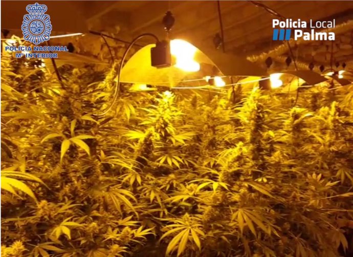 Plantación de marihuana en Llubí.