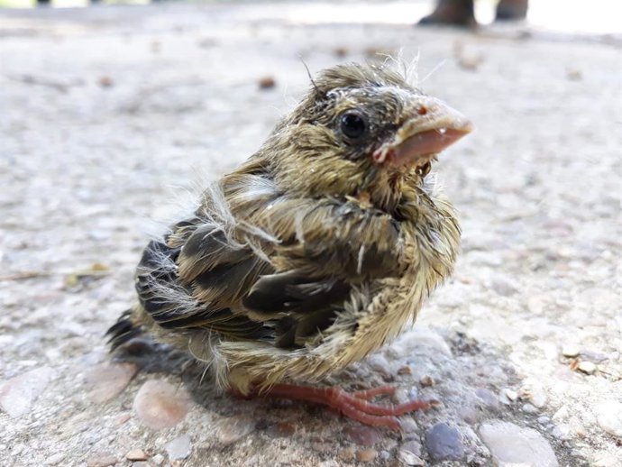 Un volatón de verderón