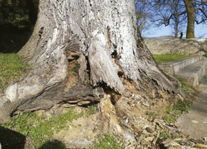 Fresno talado en el Parque de la Fuentes