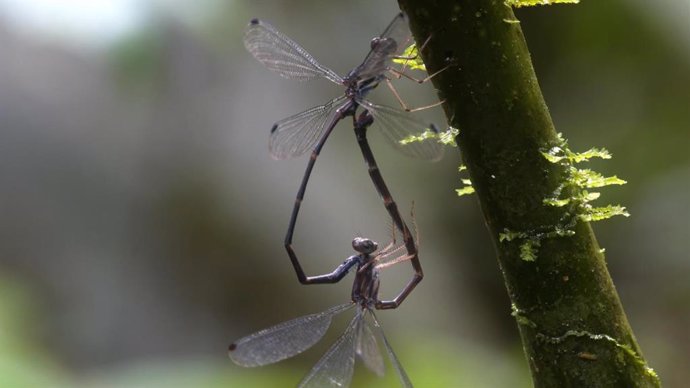 Investigadores de Vigo, Brasil y Ecuador descubren una nueva especie de libélula