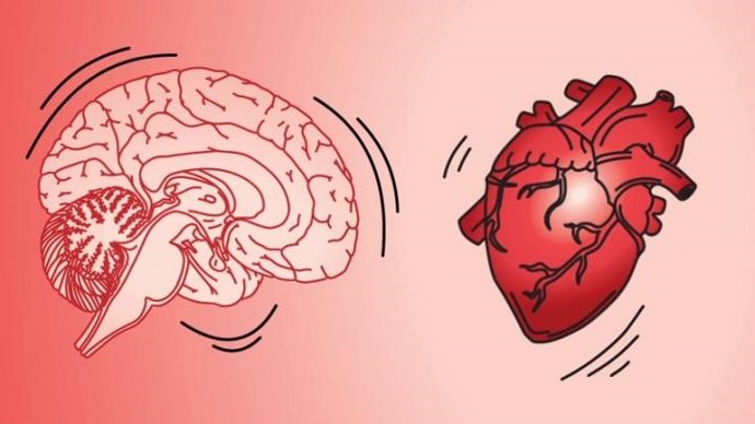 El cerebro se sacude cuando el corazón late.