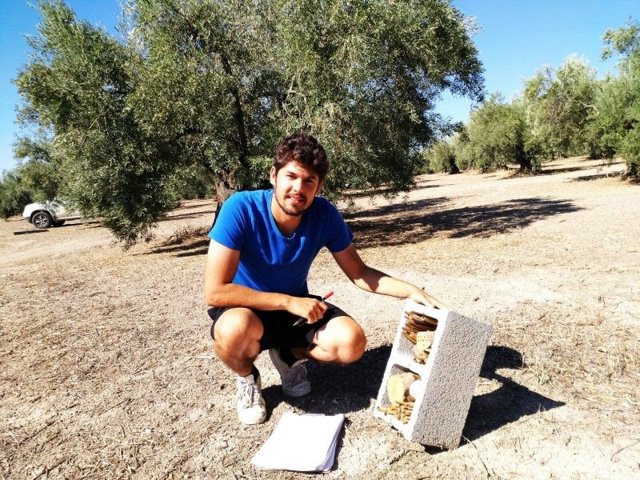 Estudio sobre las abejas solitarias en el olivar