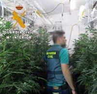 Detenidos en Albox (Almería) por cultivar marihuana y enviarla a los consumidores por paquetería