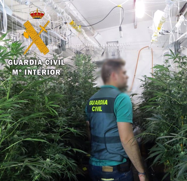 Plantación de marihuana en Albox (Almería)