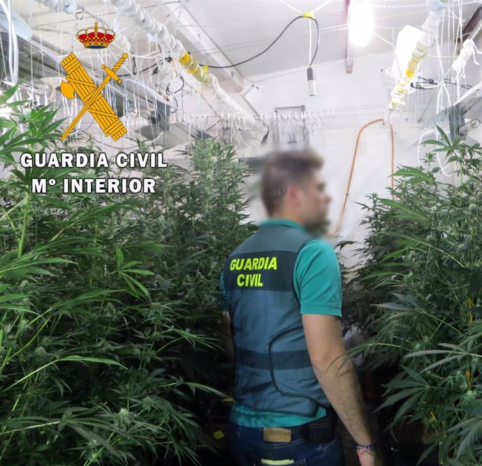 Plantación de marihuana en Albox (Almería)