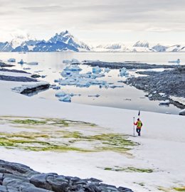 El cambio climático tornará en verde la Antártida costera