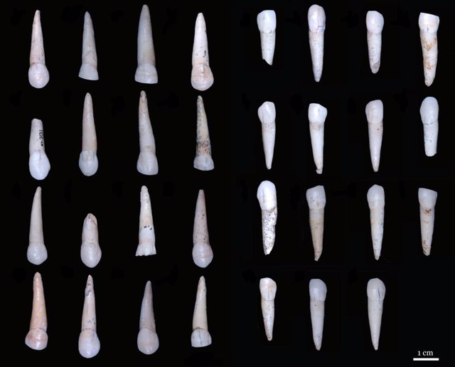 Colección fósil de dientes de pobladores jóvenes del yacimiento de Atapuerca