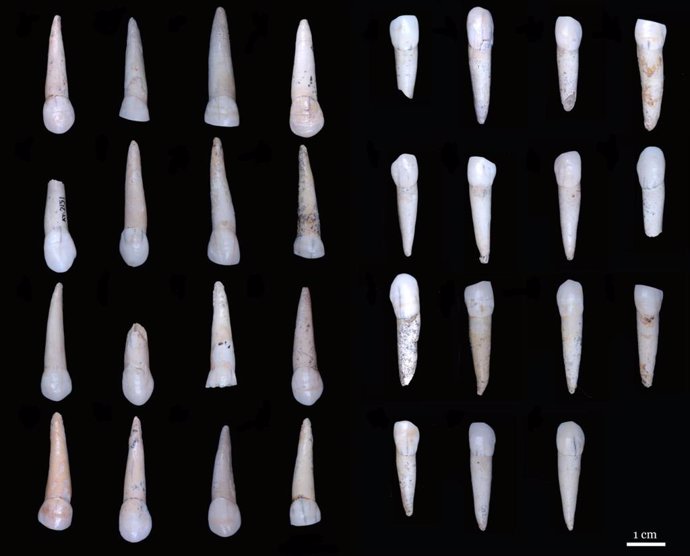 Dientes permiten determinar el sexo en pobladores jóvenes de Atapuerca