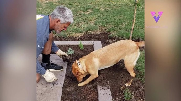 Este perro ayuda a su dueño con las labores de jardinería