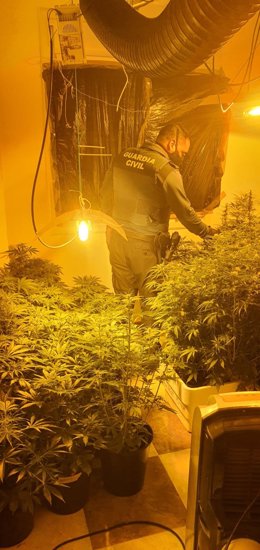 Plantación de marihuana cultivada en el interior de una vivienda en Chiclana de la Frontera