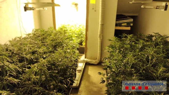 Sucesos.- Detenida por cultivar 717 plantas de marihuana en su casa en Porqueres