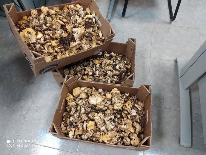 Níscalos intervenidos por la Guardia Civil en el monte de Las Raíces