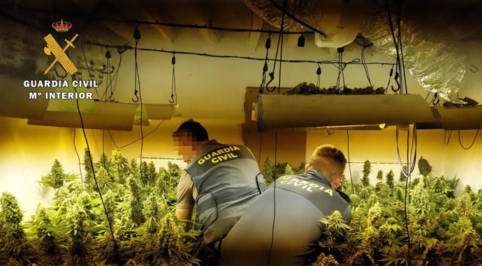 Intervención de la Guardia Civil ante una plantación de marihuana