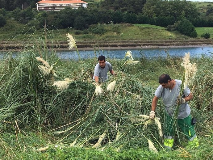 Retirada de plumeros en Cantabria