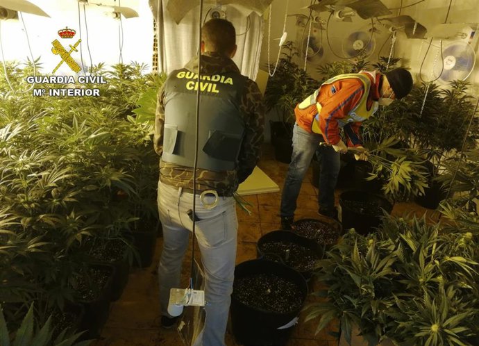 Los agentes, en una de las plantaciones intervenidas