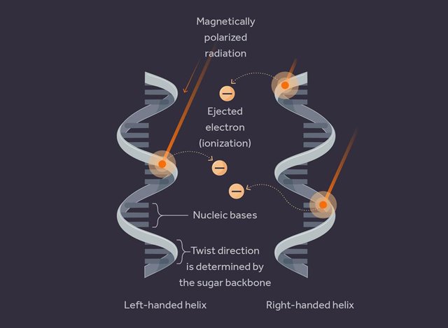 La radiación polarizada magnéticamente ioniza preferentemente un tipo de "mano" que conduce a una tasa de mutación ligeramente diferente entre las dos formas de vida proto-espejo.