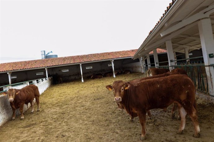 Vacas en las instalaciones de ganado del Instituto Madrileño de Investigación y Desarrollo Rural, Agrario y Alimentario (IMIDRA).
