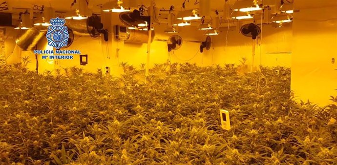 La Policía Nacional se incauta de 162 kilos de marihuana y detiene a 17 personas dedicadas al cultivo y distribución a gran escala