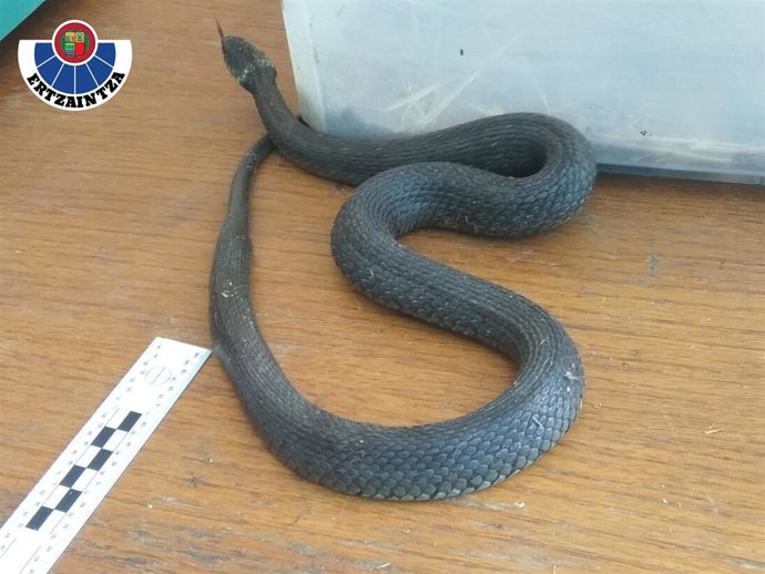 Serpiente incautada en Errenteria