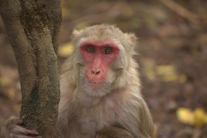 Mono macaco rhesus hembra