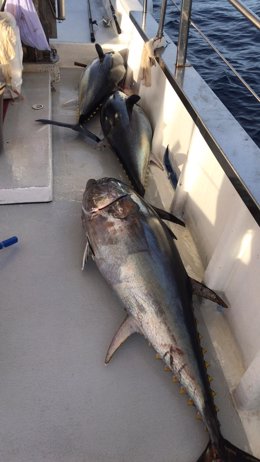 Pesca de atún rojo