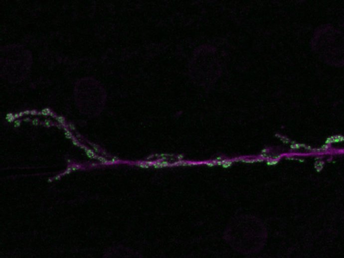 Unión neuromuscular de una neurona y el músculo, en verde se muestran las sinapsis.