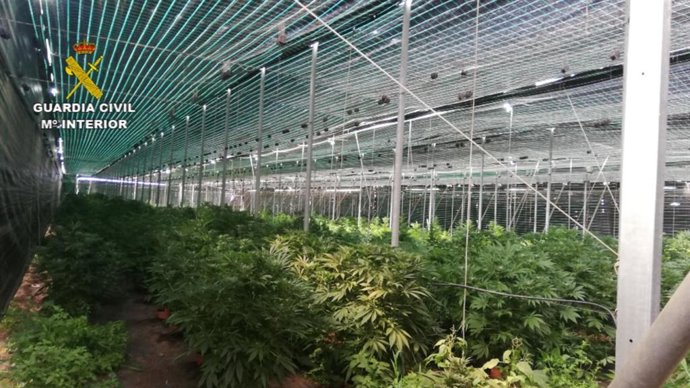 Finca de marihuana desmantelada en Guía de Isora