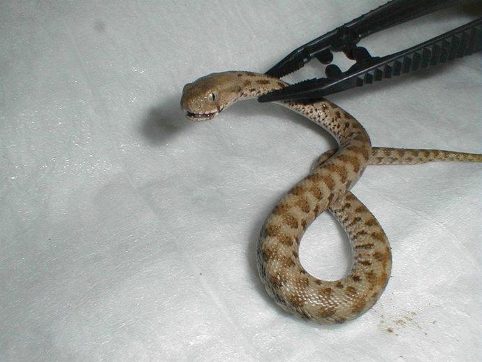 Macrovipera lebetina, una de las serpientes venenosas que pudo morder al trabajador accidentado.