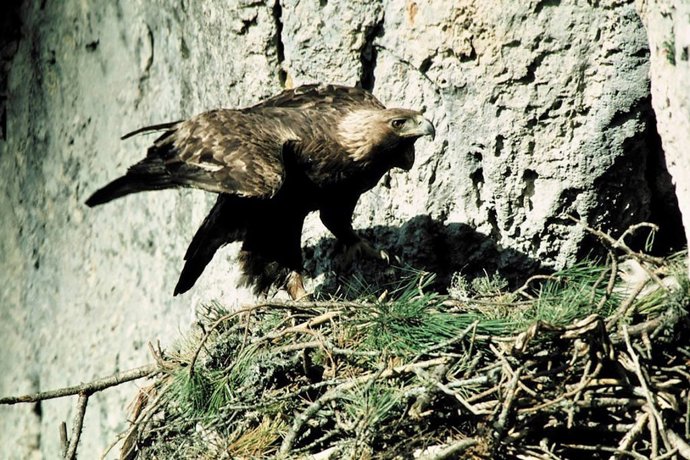 La Junta colabora en proyectos transnacionales para la conservación de rapaces e