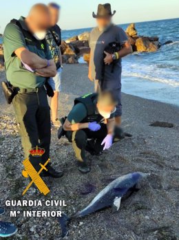 Delfín varado atendido por Equinac y la Guardia Civil
