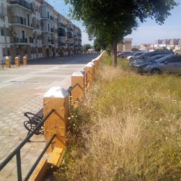 Maleza en una calle de Sevilla